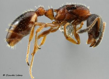 reine Leptothorax acervorum