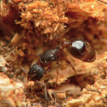 fourmi Leptothorax acervorum