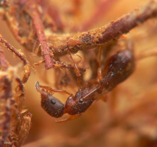 reine Leptothorax muscorum en liberté suite à un essaimage