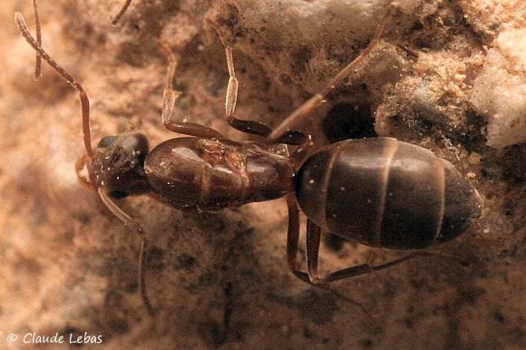 reine Linepithema humile