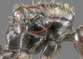 cicatrice ailaire de  Messor barbarus