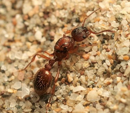 gyne Myrmica aloba dans la nature après l‘essaimage