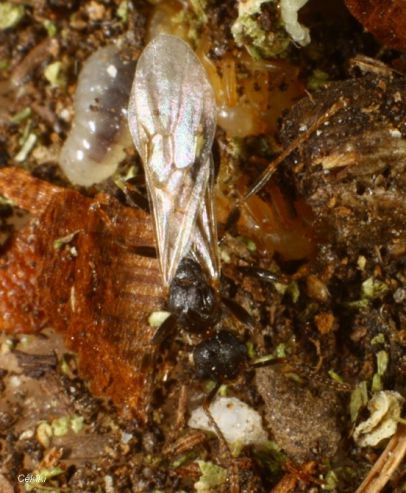 gyne Myrmica lobulicornis avant l‘essaimage