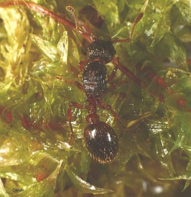 gyne Myrmica lobulicornis dans la nature
