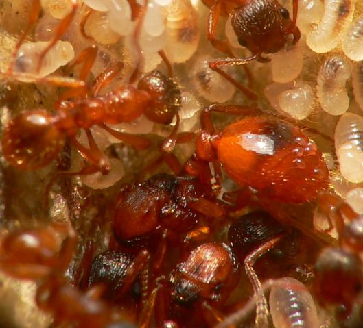 gyne Myrmica rubra
