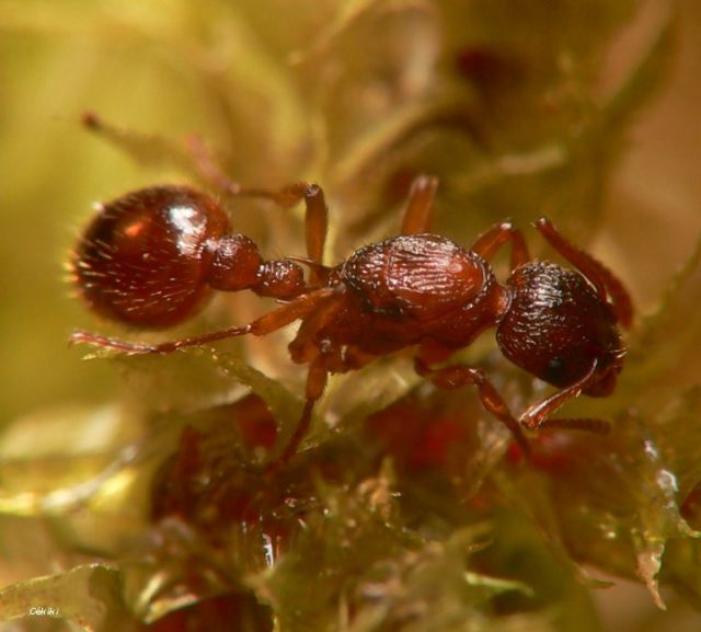gyne Myrmica ruginodis