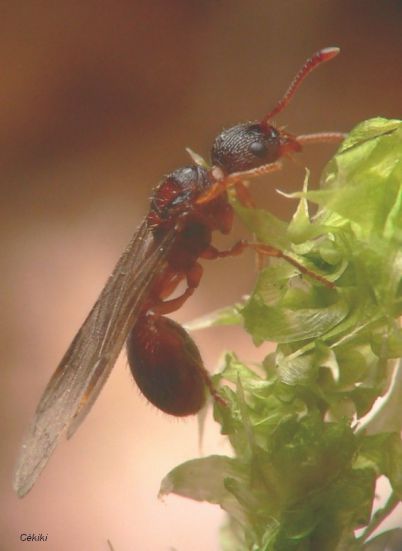 reine Myrmica scabrinodis à l‘essaimage