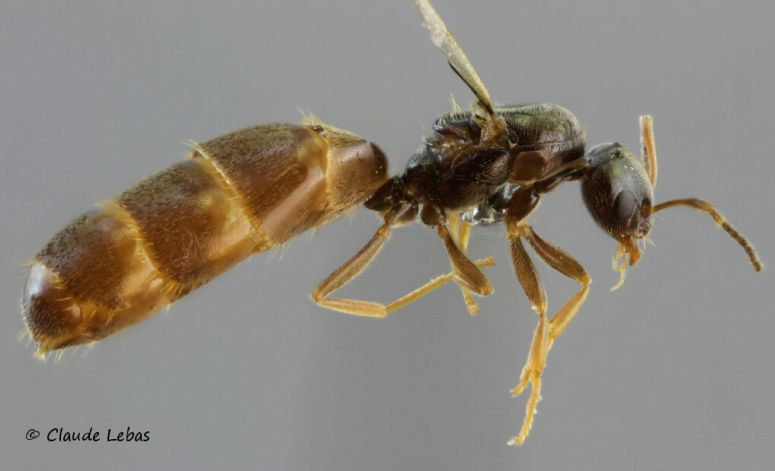 reine Plagiolepis pygmaea