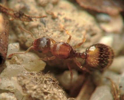 gyne Temnothorax  lichtensteini