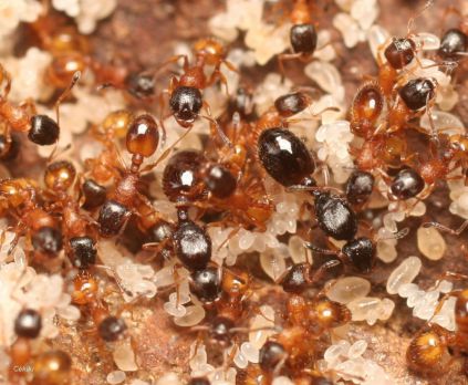 gynes Temnothorax nadigi