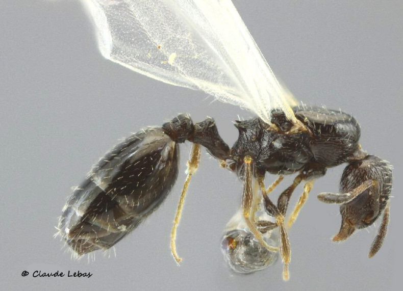 reine Temnothorax niger