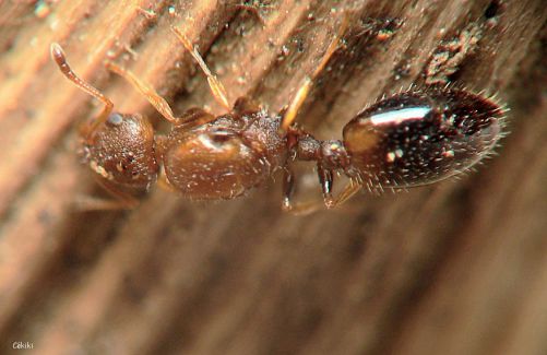 reine Temnothorax unifasciatus