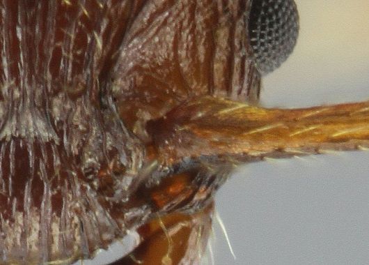 lobe déveolppé à la base du scape