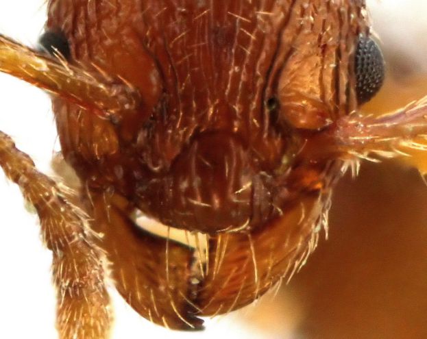 lobe peu prononcé à la base du scape