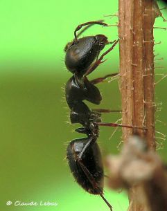 fourmi Camponotus piceus