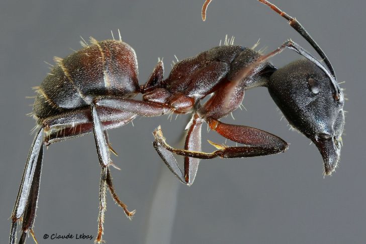 ouvriere Camponotus cruentatus