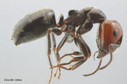 ouvriere Camponotus lateralis