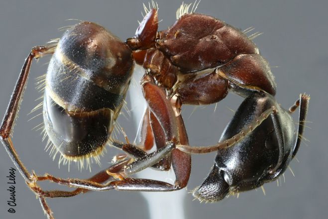 ouvriere Camponotus ligniperda