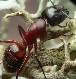 fourmi Camponotus ligniperda