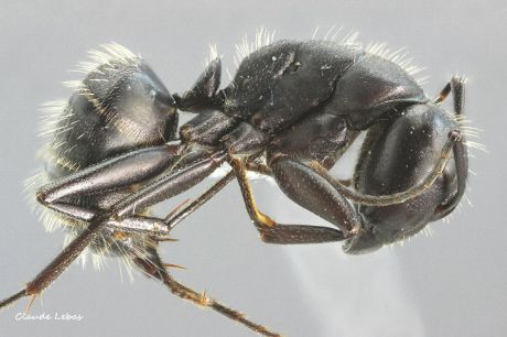 ouvriere Camponotus vagus