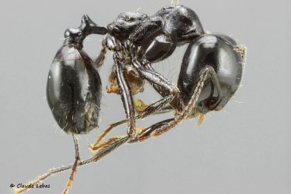 ouvriere  Messor bouvieri