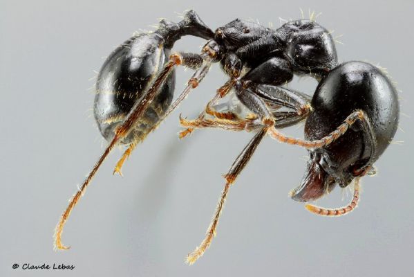 major Messor capitatus