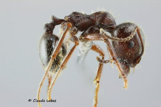 major  Messor structor