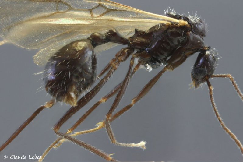  mâle Aphaenogaster spinosa