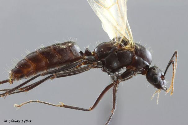 male_camponotus_aethiops 