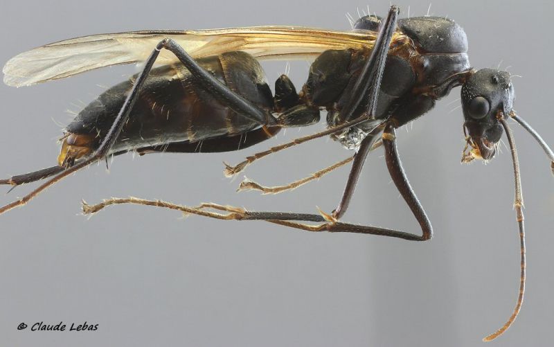 mâle Camponotus cruentatus