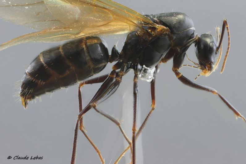 mâle Camponotus ligniperda