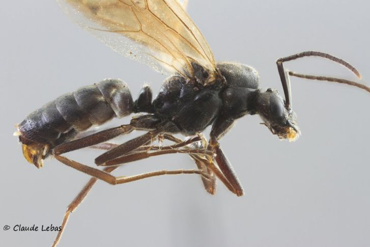 mâle Coptoformica exsecta