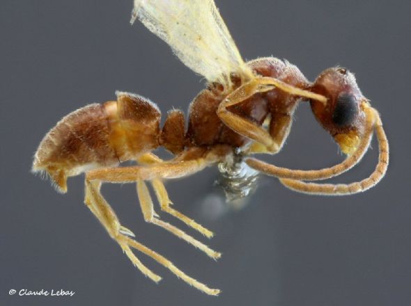 male Hypoponera eduardi 