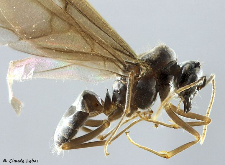 mesosoma avec de très longs poils