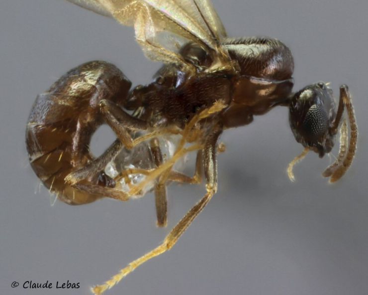 male Plagiolepis pygmaea