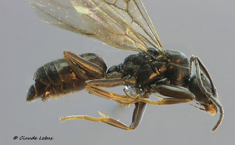 mâle Tapinoma erraticum