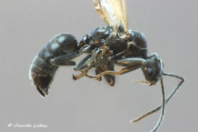 male Tapinoma pygmaeum