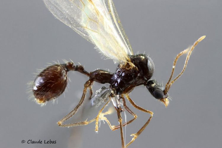 male Aphaenogaster gibbosa