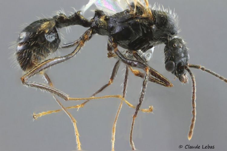 male Aphaenogaster senilis