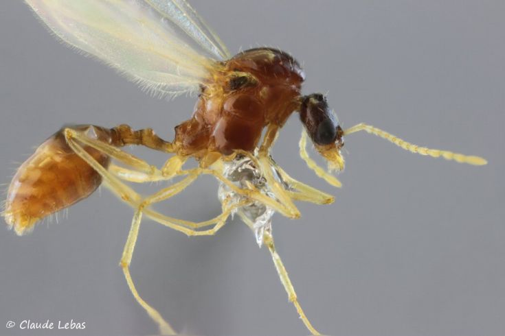 male Aphaenogaster subterranea