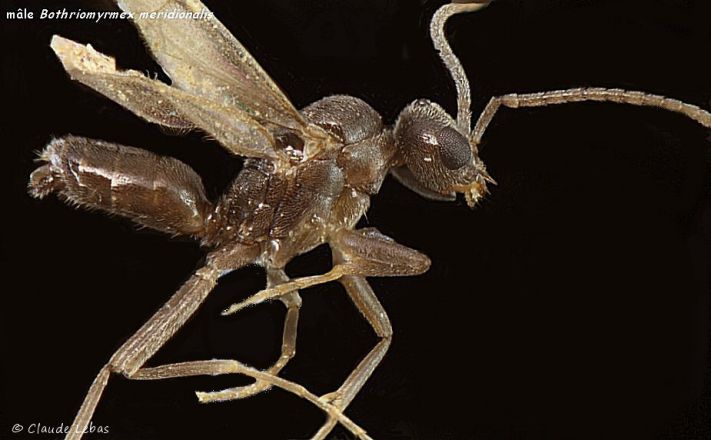 male Bothriomyrmex