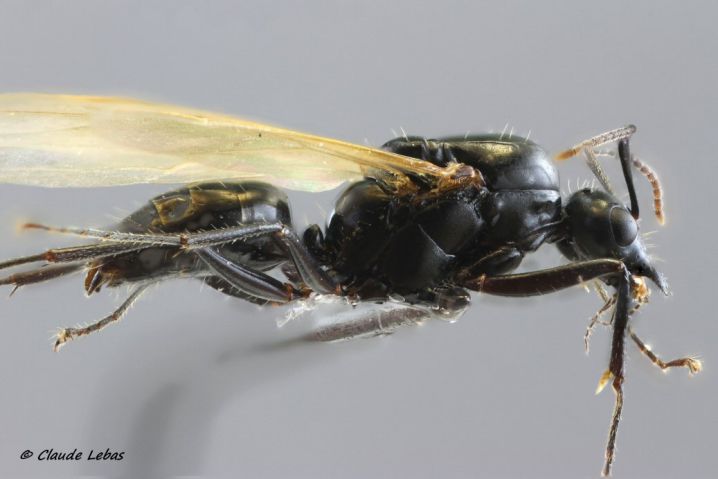 mâle Camponotuq lateralis