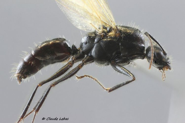 mâle Camponotus piceus
