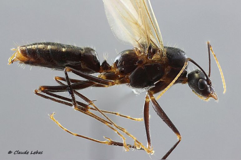 male Camponotus pilicornis
