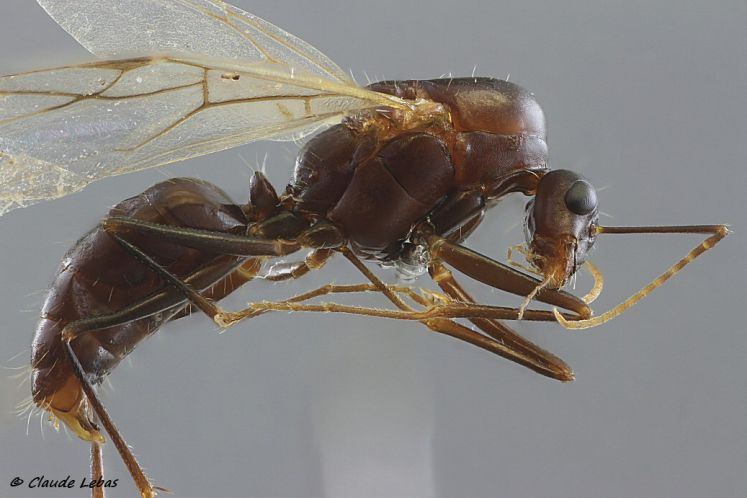 mâle Camponotus sylvaticus