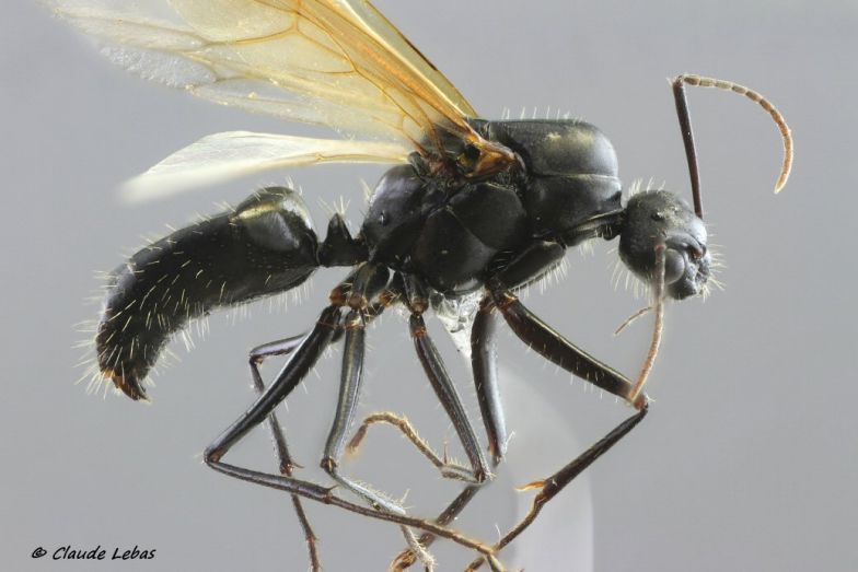 mâle Camponoytus vagus