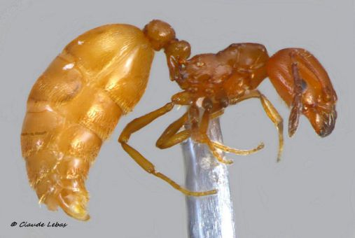 mâle Cardiocondyla elegans