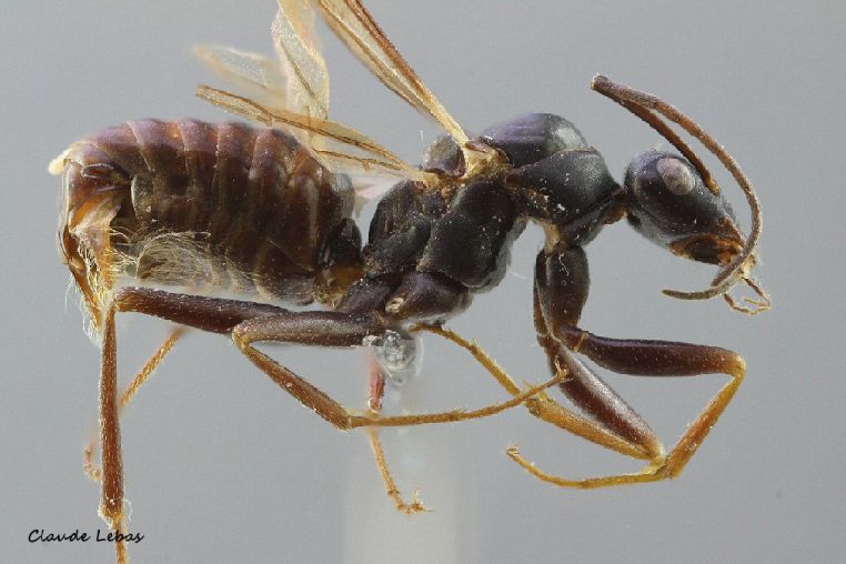  mâle Cataglyphis piliscapus