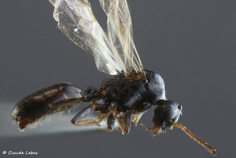 mâle Dolichoderus quadripunctatus