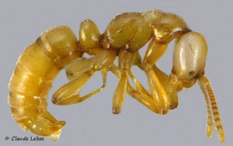 male Hypoponera eduardi aptère